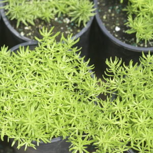 Vine/Ground Cover