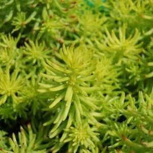 Angelina Stonecrop - Sedum Rupestre