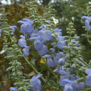 Azure Blue Sage - Salvia Azurea
