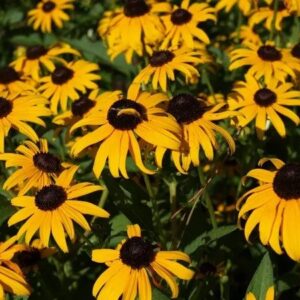 Black-Eyed-Susan - Rudbeckia