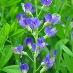 Blue False Indigo - Baptisia Australis