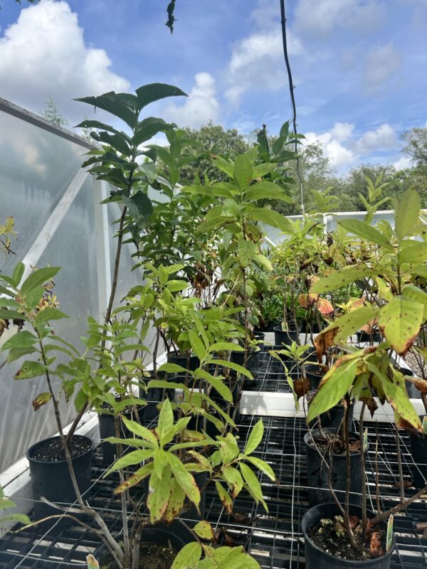 Buttonbush - Cephalanthus Occidentalis - Image 6