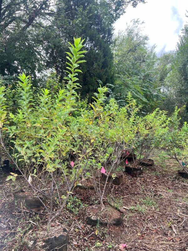 Buttonbush - Cephalanthus Occidentalis - Image 7