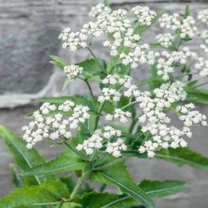 Common Boneset - Eupatorium Perfoliatum