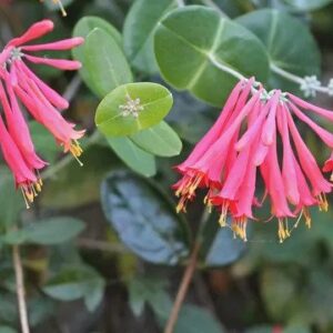 Coral Honeysuckle - Lonicera Sempervirens