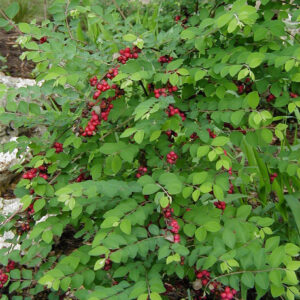 Coralberry - Symphoricarpos Orbiculatus (1Gal)