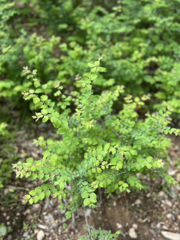Coralberry - Symphoricarpos Orbiculatus - Image 2