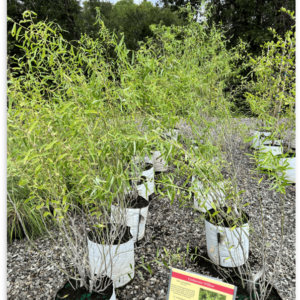 Corkscrew Willow - Salix Matsudana 7 gallon