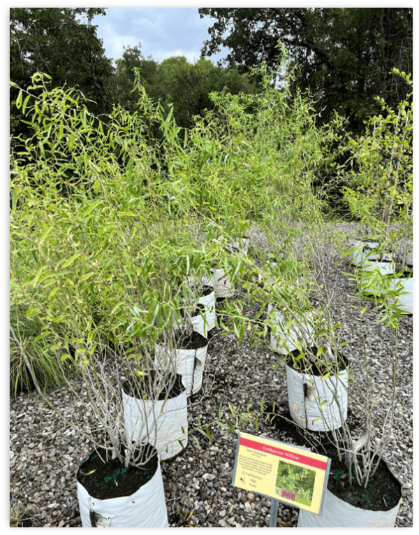 Corkscrew Willow - Salix Matsudana 7 gallon