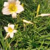 Photo of a daylily at midwest propagation nursery