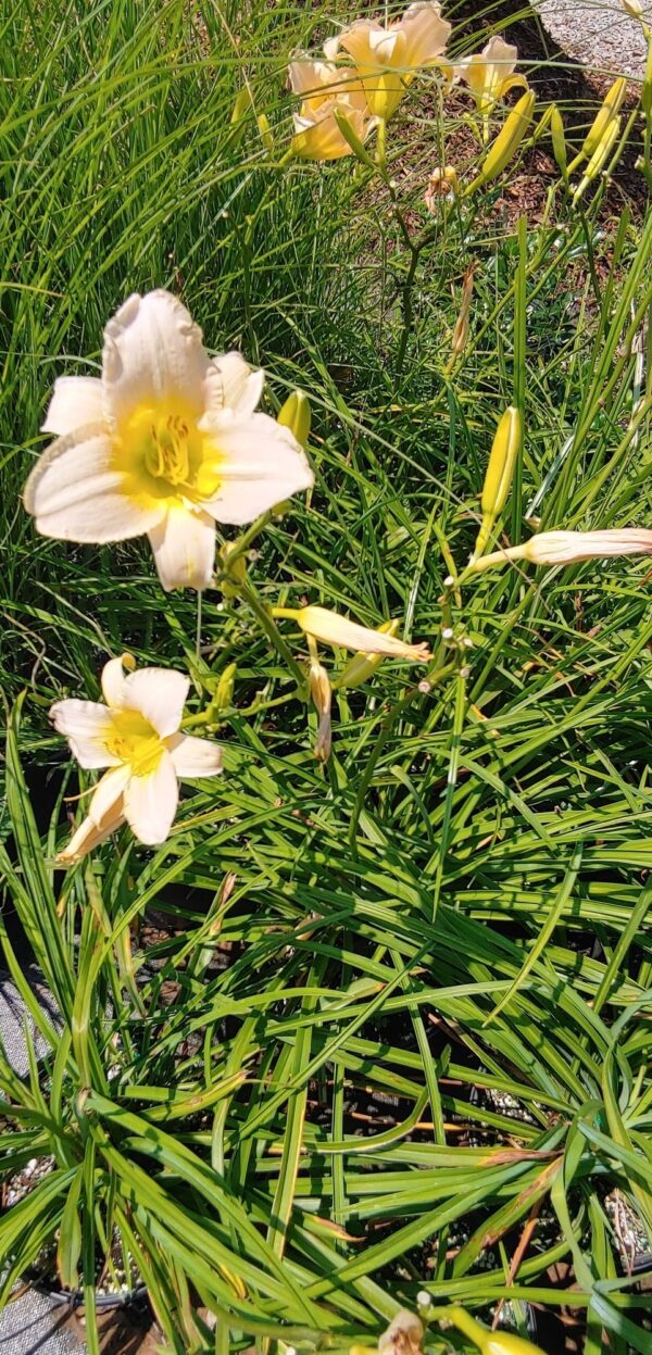 Photo of a daylily at midwest propagation nursery