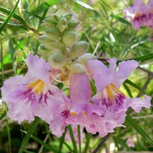 Desert Willow - Chilopsis Linearis 7 Gallon, 5 Gallon