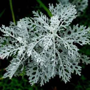 Dusty Miller - Jacobaea Maritima
