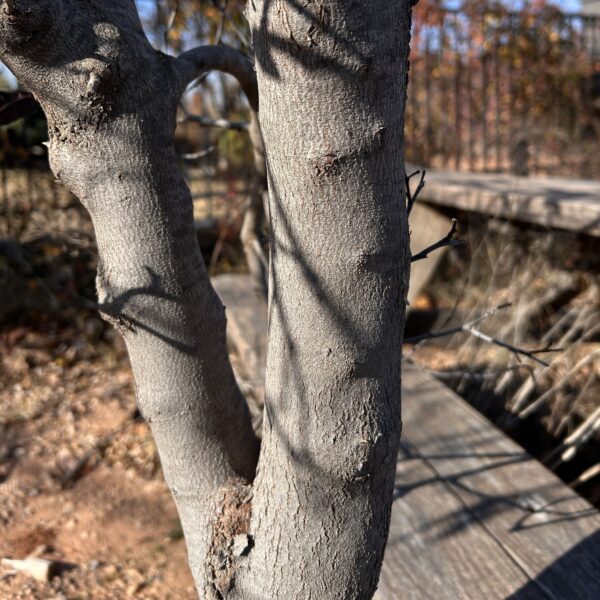 Eastern Redbud - Cercis Canadensis (5Gal) - Image 5