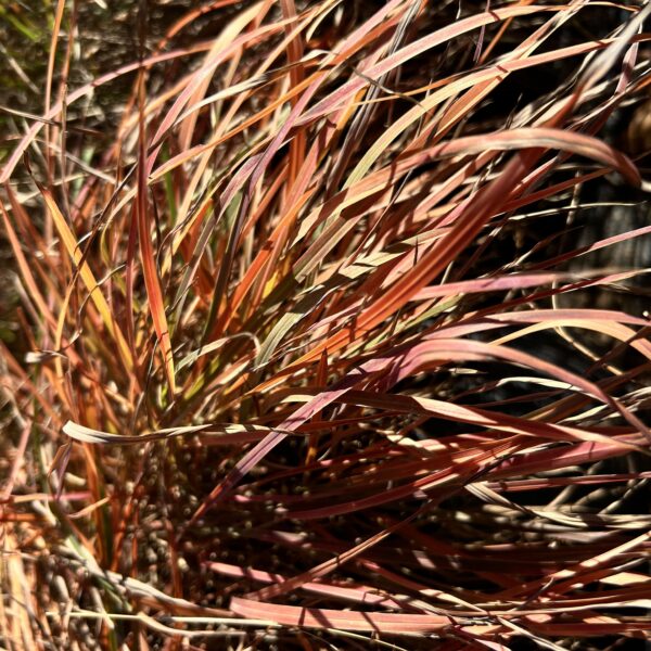 Little Bluestem - Schizachyrium Scoparium (1 Gal) - Image 2