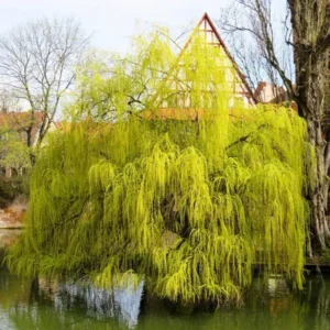 Golden Weeping Willow - Salix X Sepulcralis