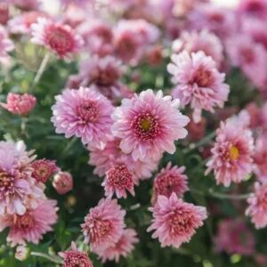 Hardy Chrysanthemum - Chrysanthemum X Morifolium