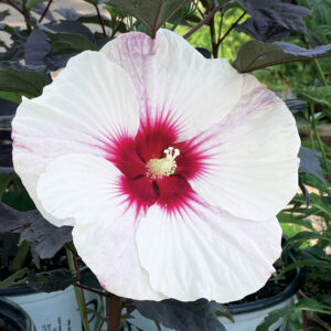 Hardy Hibiscus - Hibiscus Moscheutos