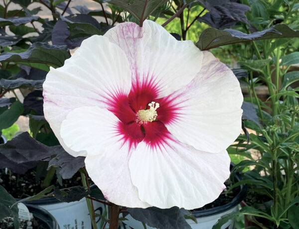 Hardy Hibiscus - Hibiscus Moscheutos