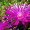 Ice Plant - Delosperma Cooperi - Image 2