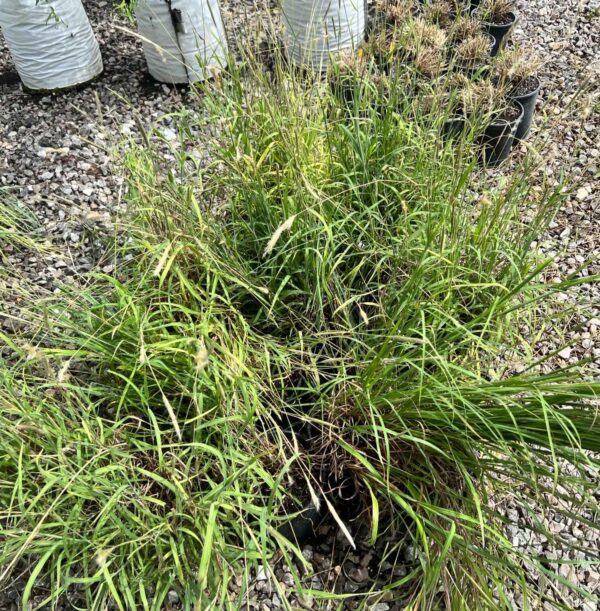 Indiangrass - Sorghastrum Nutans - Image 2