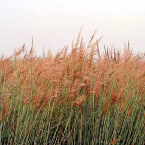 Indiangrass - Sorghastrum Nutans