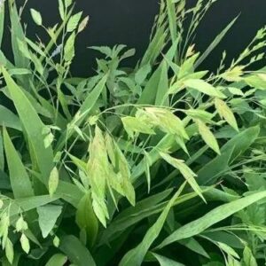 Inland Sea Oats - Chasmanthium Latifolium