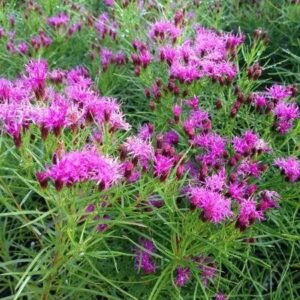 Ironweed 'Iron Butterfly' - Vernonia Lettermannii