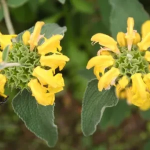 Jerusalem Sage - Phlomis Fruticosa