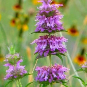 Lemon Mint Beebalm - Monarda Citriodora