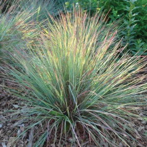 Little Bluestem - Schizachyrium Scoparium