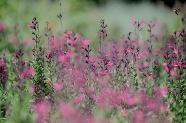 Pink Salvia - Salvia Greggii - Image 3