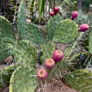 Prickly Pear Cactus - Opuntia Basilaris (1Gal, 5Gal)