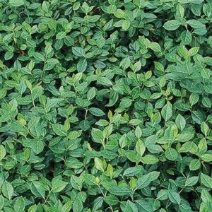 Purple Wintercreeper - Euonymus Fortunei 'Coloratus'