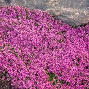 Red Creeping Thyme - Thymus Praecox 'Coccineus'