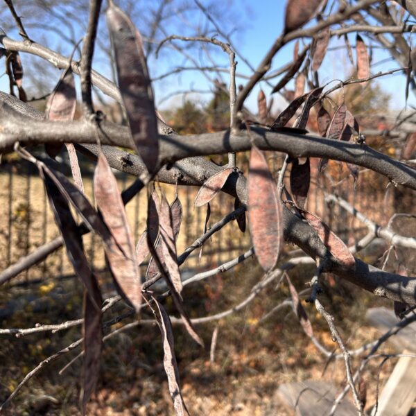Eastern Redbud - Cercis Canadensis (5Gal) - Image 3