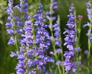 Rocky Mtn. Penstemon - Penstemon strictus