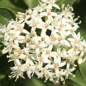Roughleaf Dogwood - Cornus Drummondii