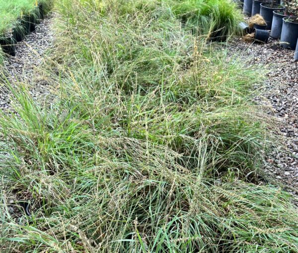 Sideoats Grama - Bouteloua Curtipendula - Image 2