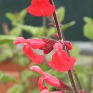 Silke's Dream Sage - Salvia 'Silke's Dream'