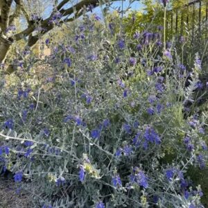 Silver Bush Germander - Teucrium Fruticans