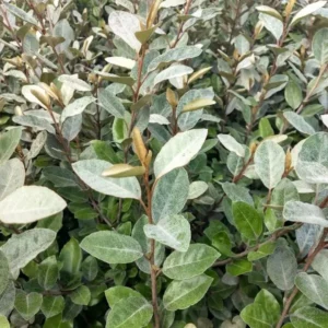 Silverberry - Elaeagnus Commutata - 5 gal, 7 gal