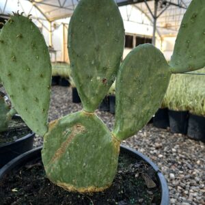 Spineless Prickly Pear - Opuntia Ellisiana (1Gal)