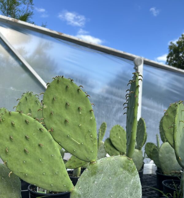 Spineless Prickly Pear - Opuntia Ellisiana - Image 3