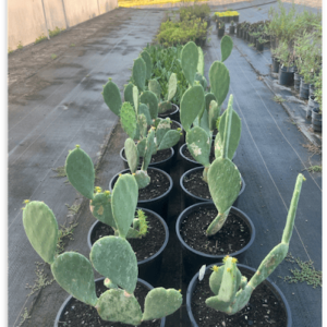Spineless Prickly Pear - Opuntia Ellisiana