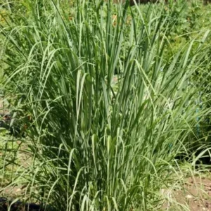 Switchgrass - Panicum Virgatum