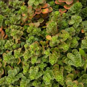 Two-row Stonecrop - Phedimus Spurius