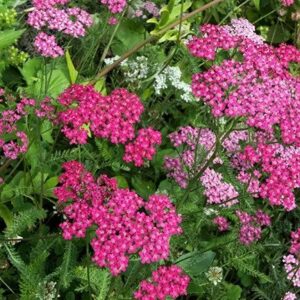 Yarrow 'Cerise Queen' - Achillea Millefolium