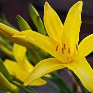 Yellow Daylily - Hemerocallis Lilioasphodelus