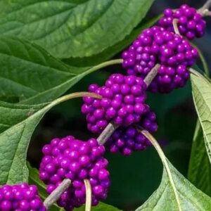 American Beauty Berry - Callicarpa Americana